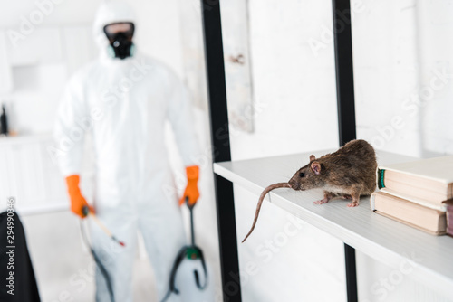 Fototapeta selective focus of rat on rack near exterminator