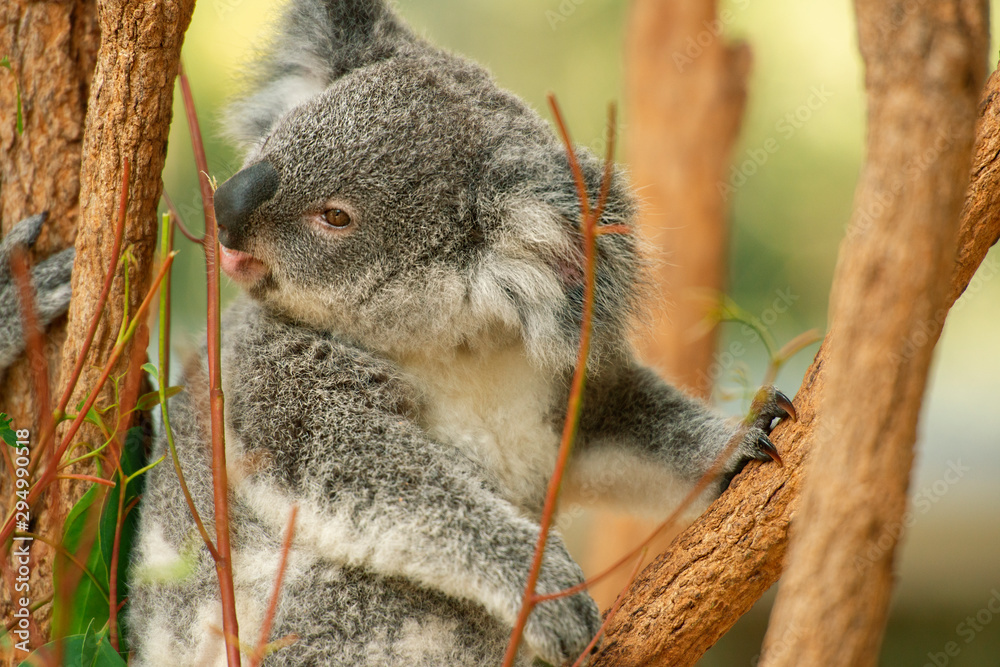 Fototapeta premium Cute Australian koala joey resting in a eucalyptus tree.