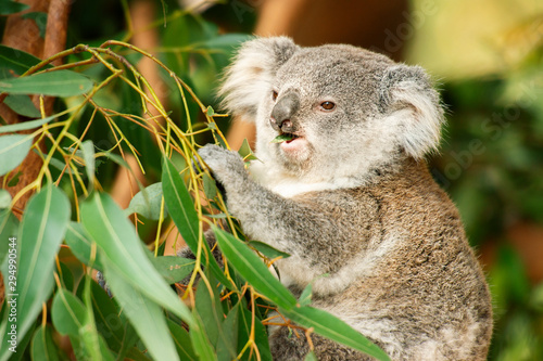 Fototapeta Naklejka Na Ścianę i Meble -  Cute Australian koala joey resting in a eucalyptus tree.