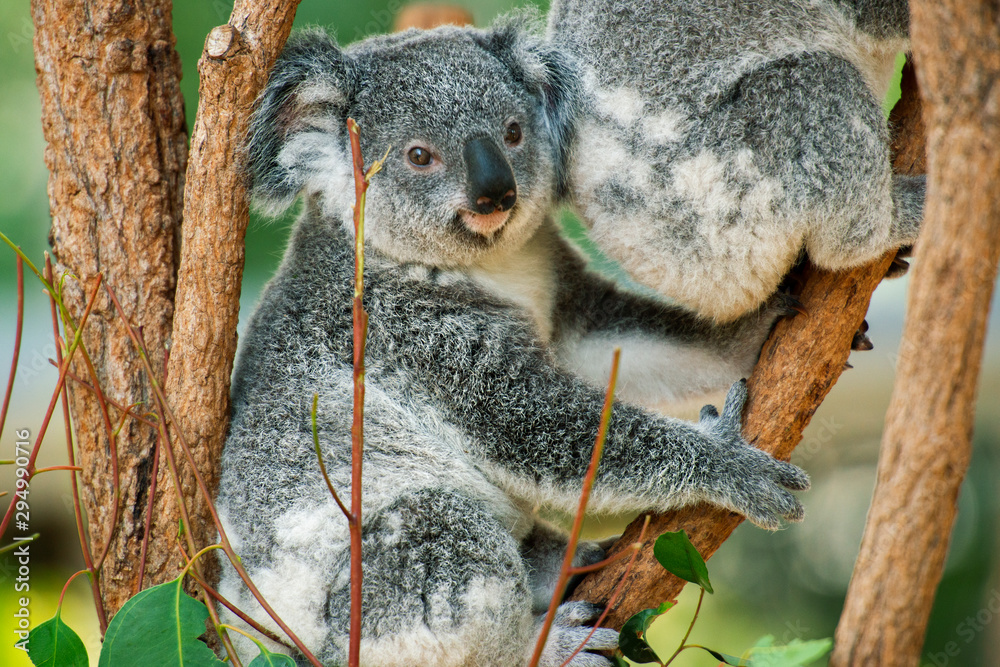 Fototapeta premium Cute Australian koala joey resting in a eucalyptus tree.