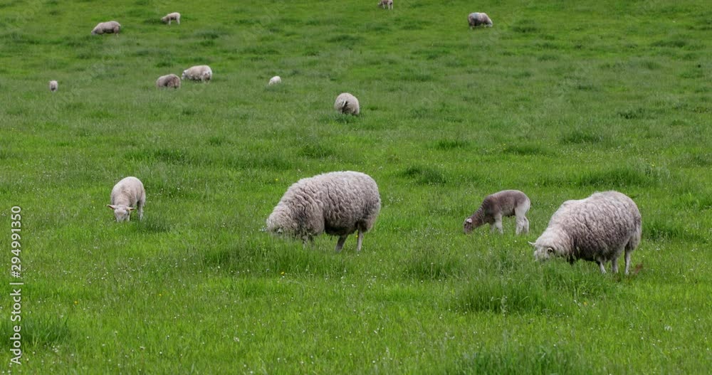 Scenic Scotland meadows with sheep in traditional landscape. 