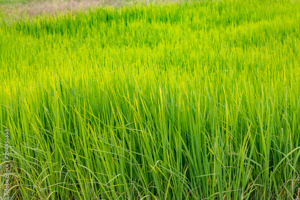 field of green wheat