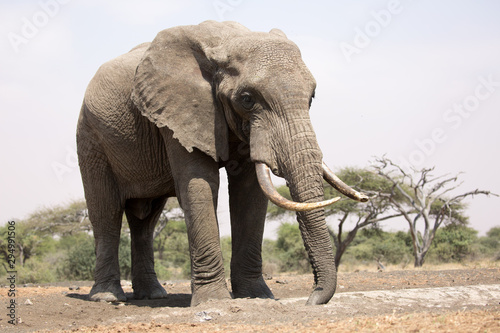 Elephants (Loxodonta africana) in Kenya Africa 