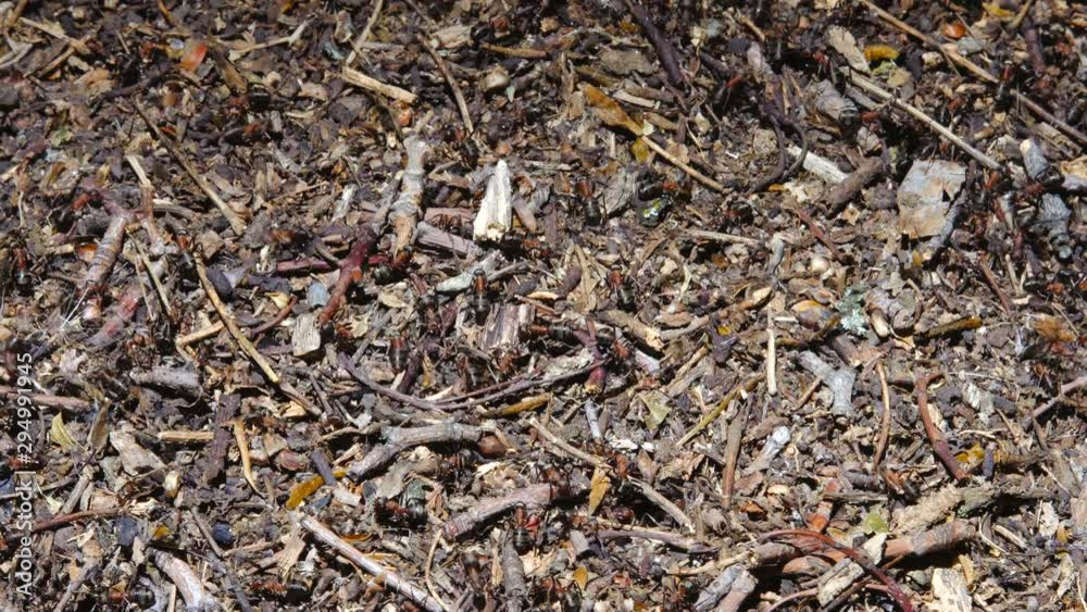 Anthill in the forest close up. A group of ants working Anthill in the forest close up. A group of ants working