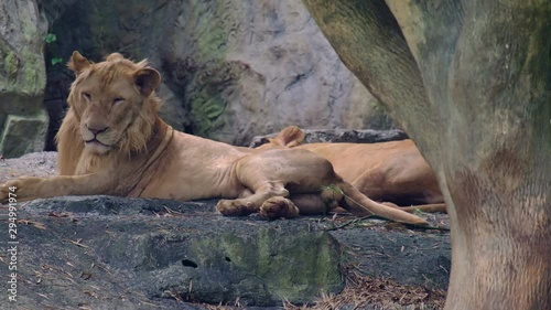 The lion was sitting looking wide in Thailand, animal concept