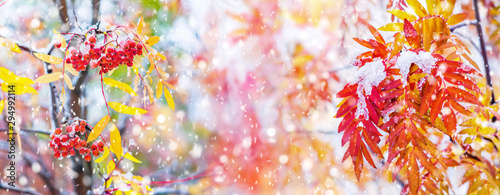 Bunches of red rowan covered by the first snow. Red rowan berries with yellow leaves in the snow.