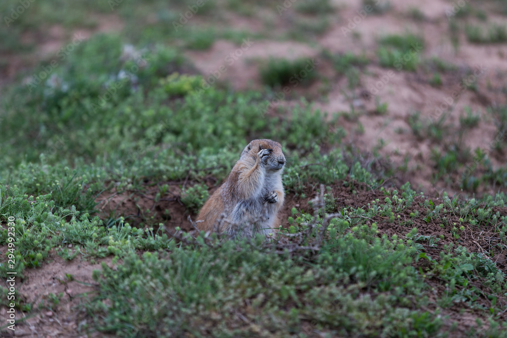 Prairie dog emerging from mound Prairie dog emerging from mound