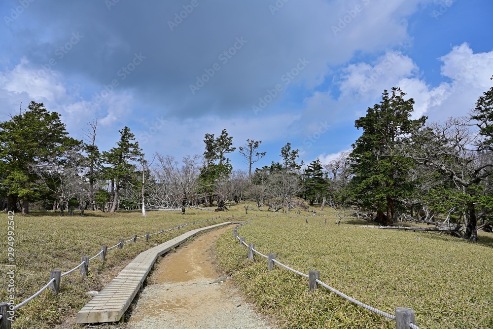 Fototapeta premium 早春の大台ケ原山の情景