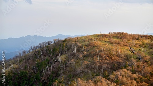 西日に照らされた大台ケ原山正木峠の情景