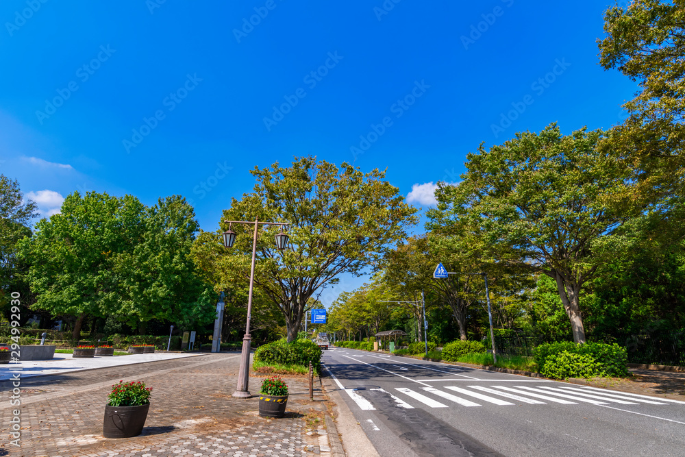 柏の葉公園通りの並木道