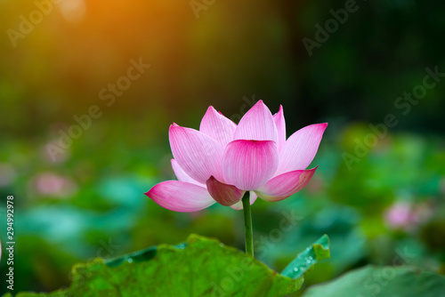 Beautiful Purple lotus flower or water lily. The background is lotus leaf and lotus bud in a pond. Beautiful sunlight and sunshine in the morning.