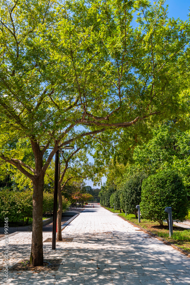 柏の葉公園の並木道