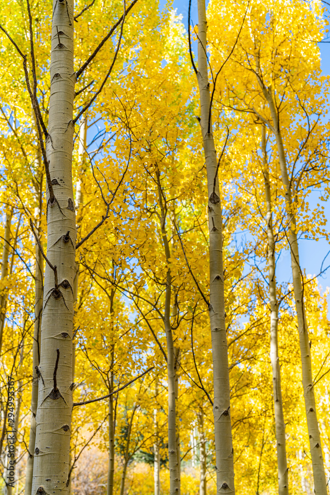 Fall Foliage In Golden Gate State Park, Golden Colorado Fall Foliage In Golden Gate State Park, Golden Colorado