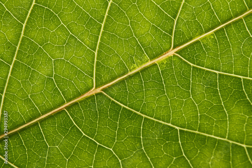 green leaf with anatomy and structure, macro view anatomy and texture green leaf.