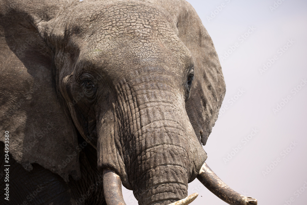 Elephant (Loxodonta africana) tusk and trunk close-up - Kenya. Elephant (Loxodonta africana) tusk and trunk close-up - Kenya.
