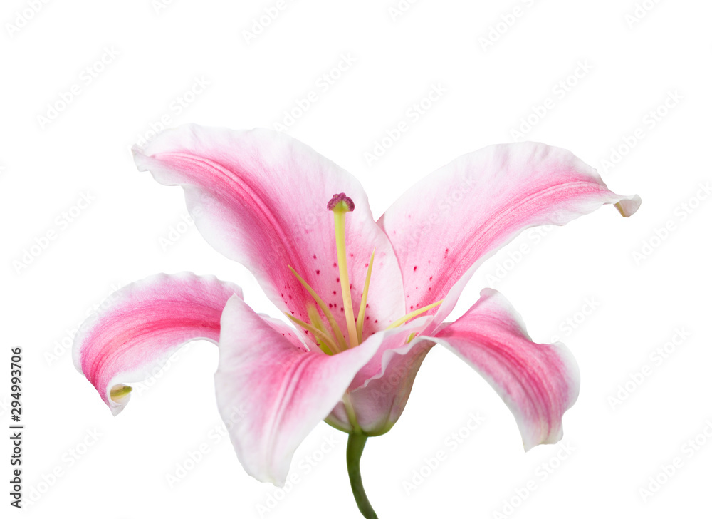 Pink and white lily isolated on a white background. 