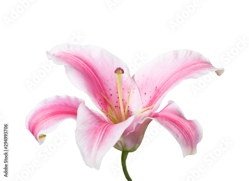 Pink and white lily isolated on a white background. 