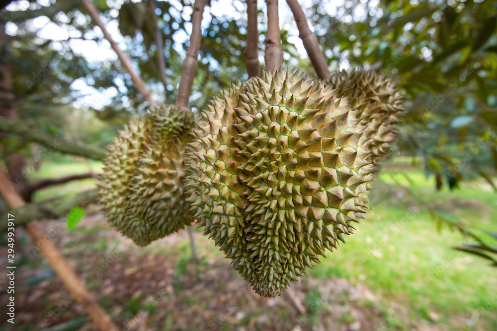Close up durian fruit on trees.The durian is the fruit of several tree species belonging to the genus Durio. There are 30 recognised Durio species, at least nine of which produce edible fruit. Close up durian fruit on trees.The durian is the fruit of several tree species belonging to the genus Durio. There are 30 recognised Durio species, at least nine of which produce edible fruit.