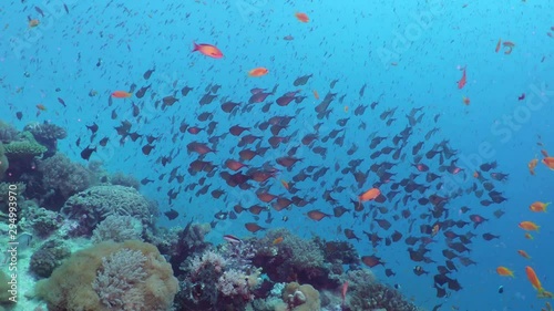 A flock of beautiful little coral fish (Pempheris)swirls around the coral at the bottom of the sea in crystal clear water photo