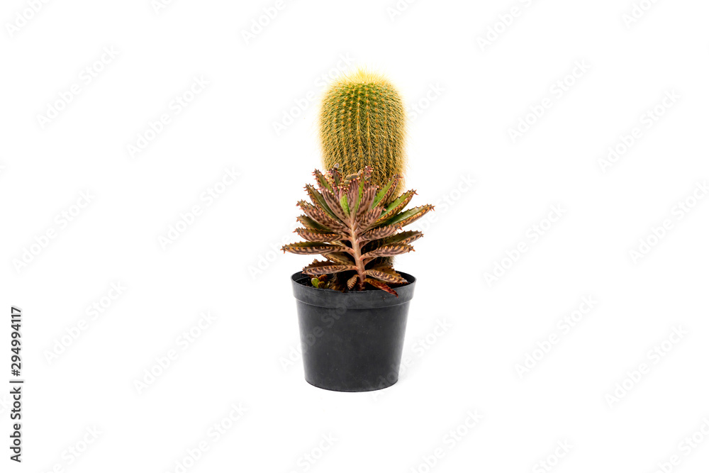 cactus plant in vase isolated on white background.A cactus is a member of the plant family Cactaceae. cactus plant in vase isolated on white background.A cactus is a member of the plant family Cactaceae.