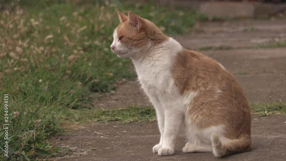 Cat looking around and going away on the street. Cat looking around and going away on the street.