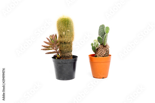 cactus plant in vase isolated on white background.A cactus is a member of the plant family Cactaceae.