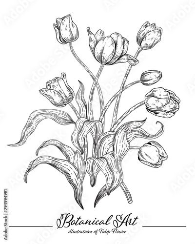 Sketch Floral Botany Collection. Tulip flower drawings. Black and white with line art on white backgrounds. Hand Drawn Botanical Illustrations. Nature Vector.