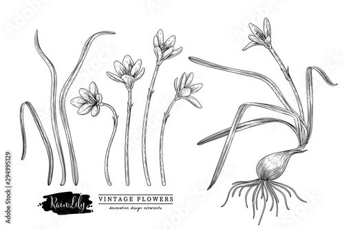 Sketch Floral Herbal Set. Rain Lily flower drawings. Black and white with line art on white backgrounds. Hand Drawn Botanical Illustrations.Nature Vector.