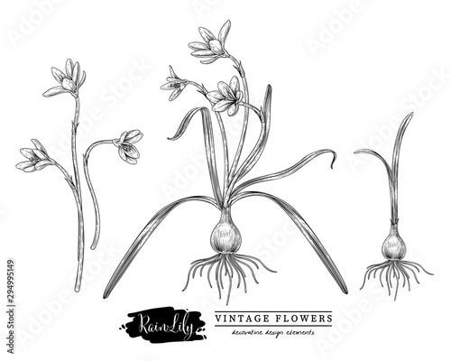Sketch Floral Herbal Set. Rain Lily flower drawings. Black and white with line art on white backgrounds. Hand Drawn Botanical Illustrations.Nature Vector.