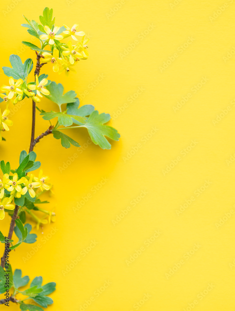 Yellow paper blank between currant branches in blossom.