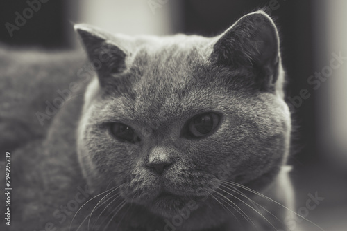 British shorthair cat breed portrait