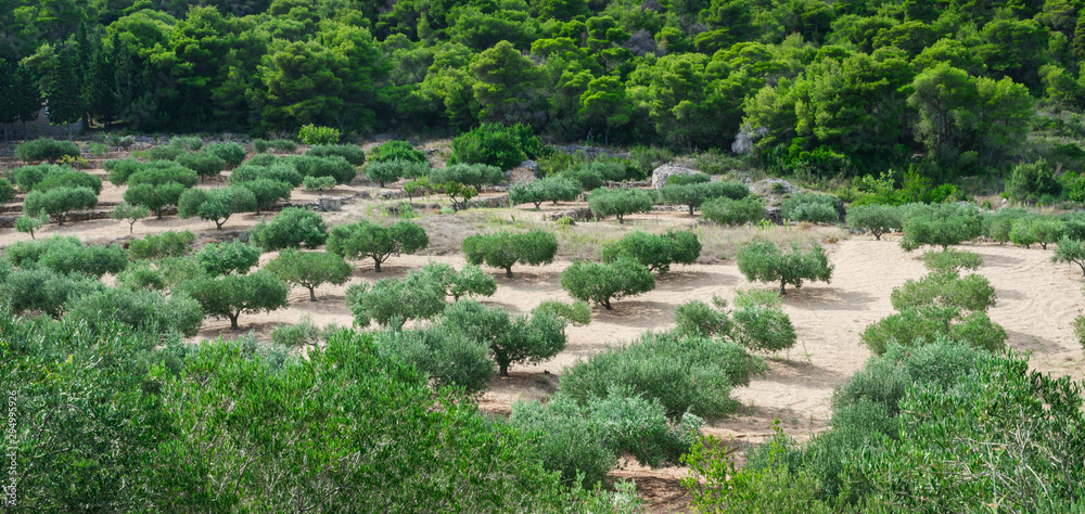 Beautiful landscape view of a mediterranean olive orchard or an olive grove on hills in summer, Vis island, Croatia, Europe