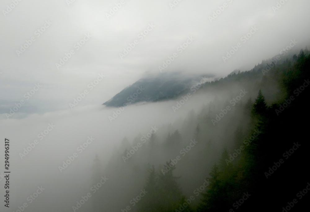 Wald im Nebel
