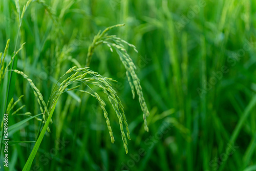 Green rice in rice fields in green tones