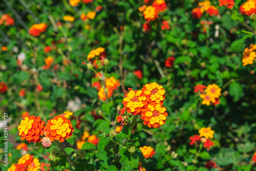 Close up view of a bush of blooming orange and yellow lantana flowers in summer, a summer garden concept © IKA
