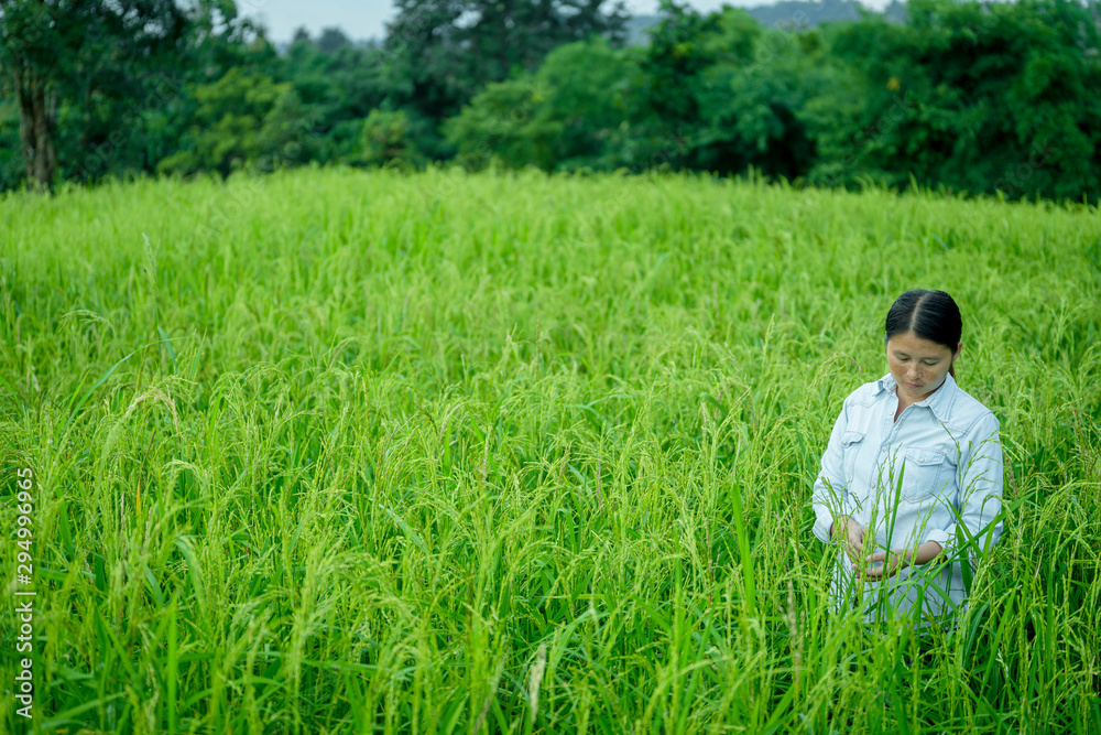 Young Asian woman checking grain grow at paddy field Young Asian woman checking grain grow at paddy field