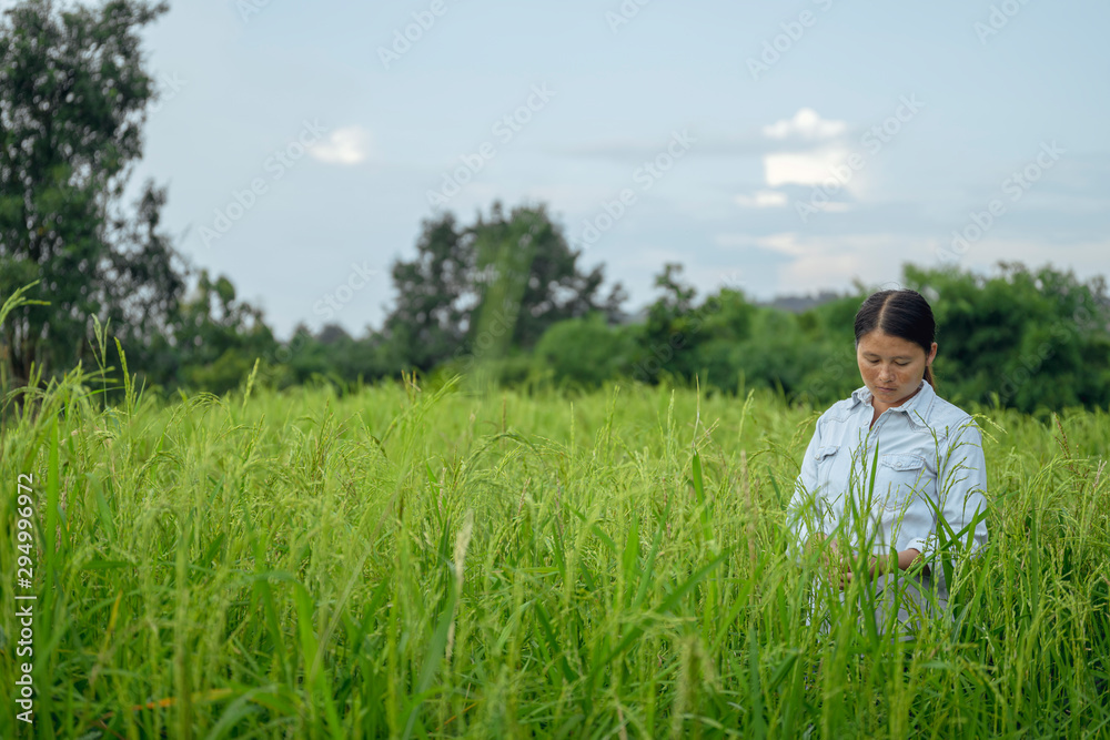 Young Asian woman checking grain grow at paddy field Young Asian woman checking grain grow at paddy field