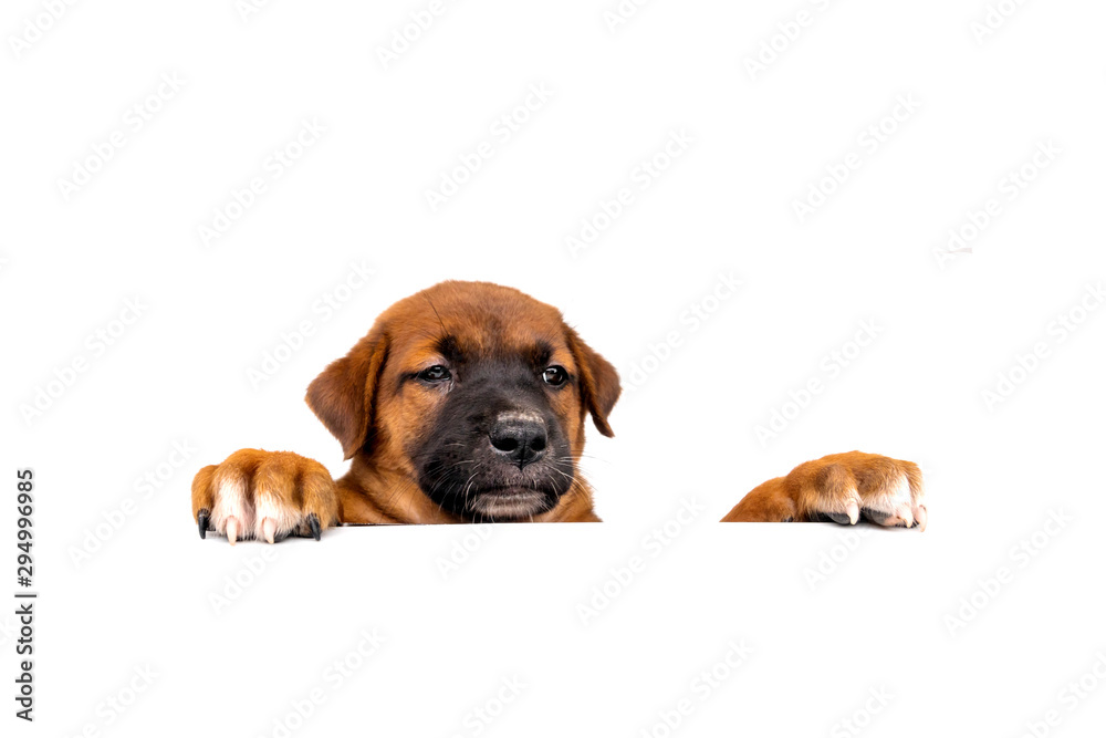 Tops of heads of dog with paws up peeking over a blank white sign. Cute Puppy with paws on white background.Sized for web banner or social media cover Tops of heads of dog with paws up peeking over a blank white sign. Cute Puppy with paws on white background.Sized for web banner or social media cover