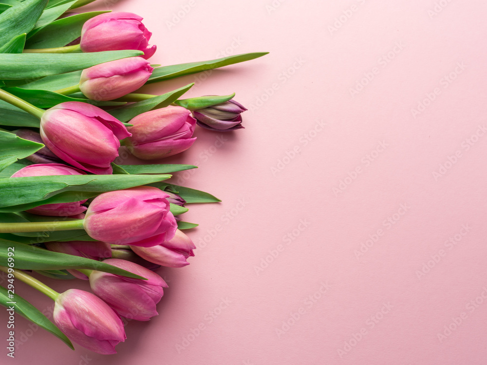 Delicate pink tulips on lightpink background. Delicate pink tulips on lightpink background.