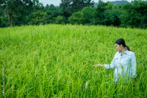 Young Asian woman checking grain grow at paddy field