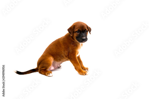 Cute puppies isolated on a white background.Cute havanese puppy dog is sitting and urinating.