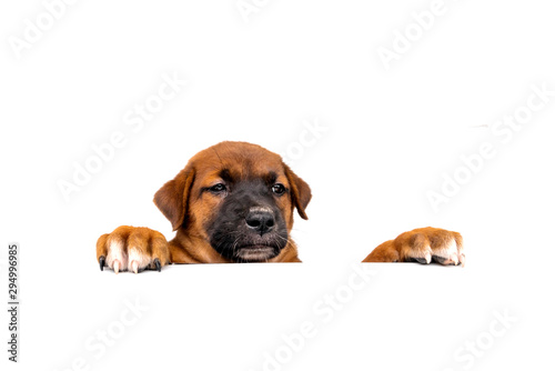 Tops of heads of dog with paws up peeking over a blank white sign. Cute Puppy with paws on white background.Sized for web banner or social media cover