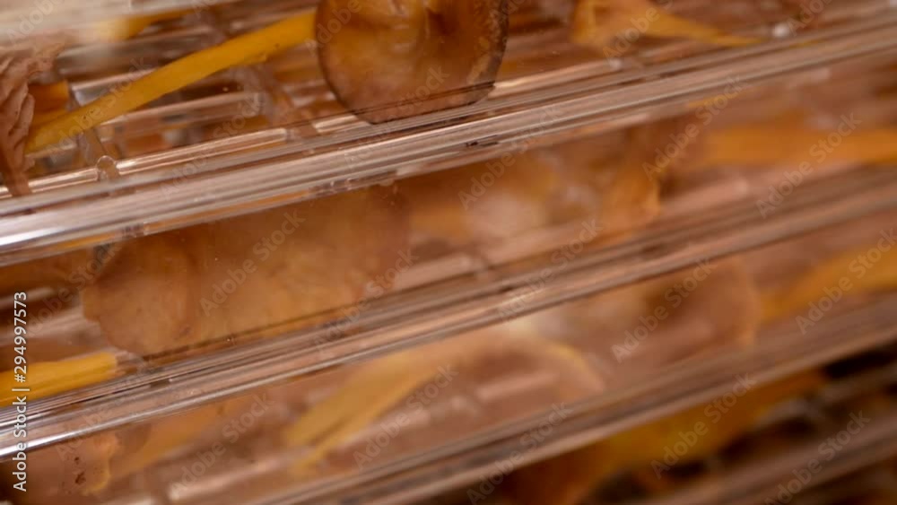 Funnel chanterelles in a mushroom dryer. Focus shift close up filmed in slow motion. Funnel chanterelles in a mushroom dryer. Focus shift close up filmed in slow motion.