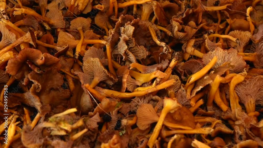 Rotating focus shift showing workbench covered with funnel chanterelles ready to be cleaned. Filmed in slow motion. Rotating focus shift showing workbench covered with funnel chanterelles ready to be cleaned. Filmed in slow motion.