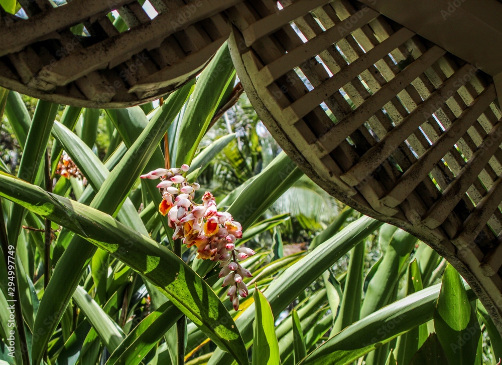 Fototapeta premium Tropical Flower