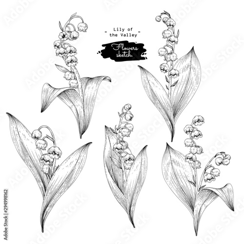 Sketch Floral Botany Collection. Lily of the valley flower drawings. Black and white with line art on white backgrounds. Hand Drawn Botanical Illustrations. Nature Vector.