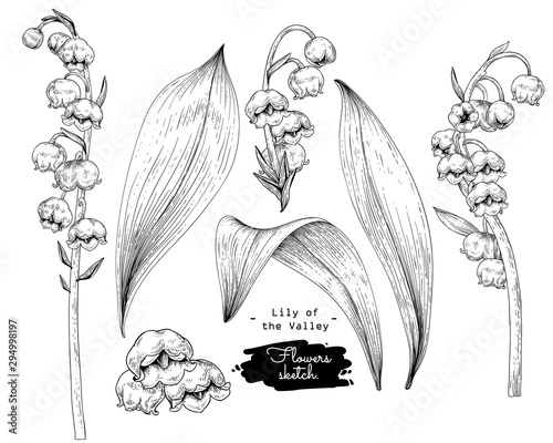 Sketch Floral Botany Collection. Lily of the valley flower drawings. Black and white with line art on white backgrounds. Hand Drawn Botanical Illustrations. Nature Vector.