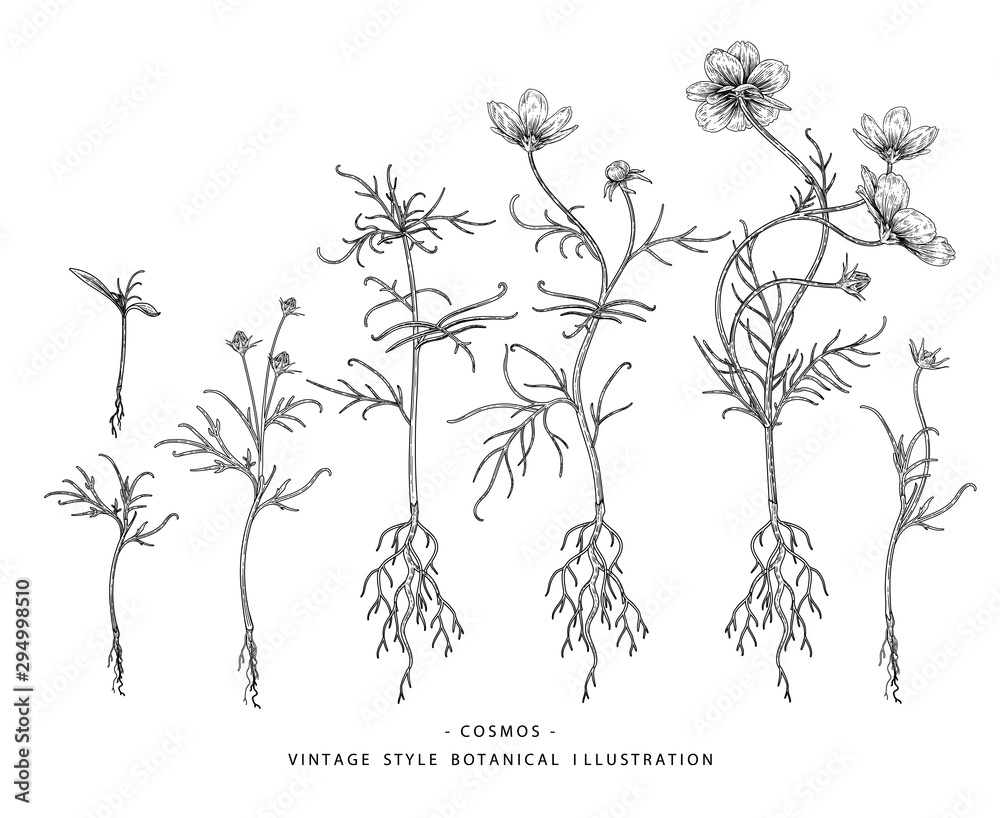 Sketch Floral Botany Collection. Cosmos flower, Root and Leaf drawings. Black and white with