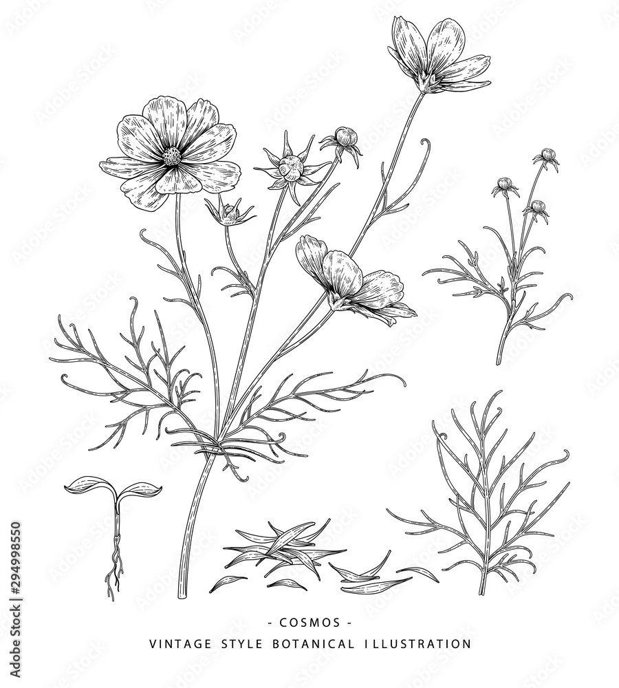 Obraz premium Szkic kolekcji botaniki kwiatowej. Rysunki kwiatów kosmosu, nasion i liści. Czarno-biały z grafiką liniową na białym tle. Ręcznie rysowane ilustracje botaniczne. Wektor natura