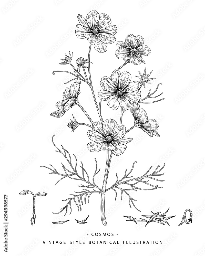 Fototapeta Szkic kolekcji kwiatowej botaniki. Rysunki kwiatów kosmosu, nasion i liści. Czarno-białe z grafiką na białym tle. Ręcznie rysowane ilustracje botaniczne. Natura wektor
